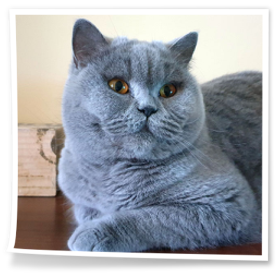 Alice z hodowli kotów Rubikar