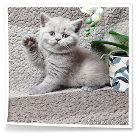 Liliowy kocurek hodowla kotów brytyjskich Rubikar woj. opolskie