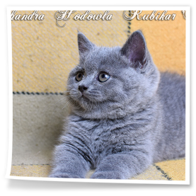 Kotka brytyjska hodowla Rubikar