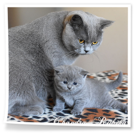 Chandra z mamusią hodowla Rubikar woj. opolskie