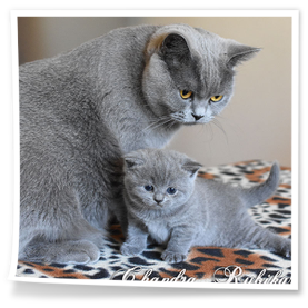 Chandra z mamusią hodowla Rubikar woj. opolskie