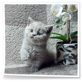 Kotka z hodowli Rubikar woj. opolskie