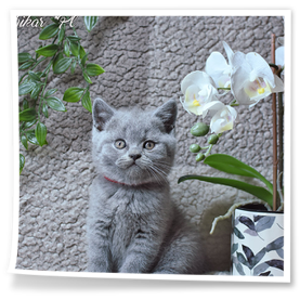 Ten piękny kocurek pochodzi z hodowli Rubikar woj. opolskie