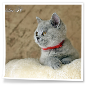 niebieski brytyjski kocur