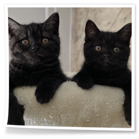 kotki czarne brytyjskie hodowla Rubikar