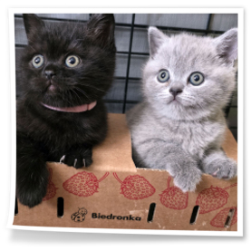 te małe piękne kotki brytyjskie pochodzą z hodowli Rubikar