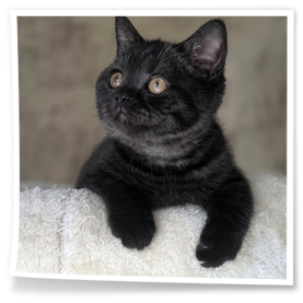Mała czarna kotka brytyjska z hodowli Rubikar