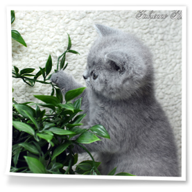 urocza kotka brytyjska