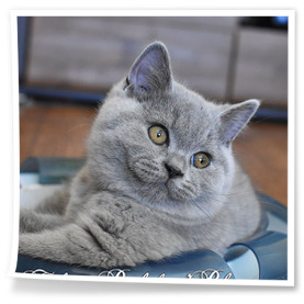 Nasz kawaler z hodowli Rubikar