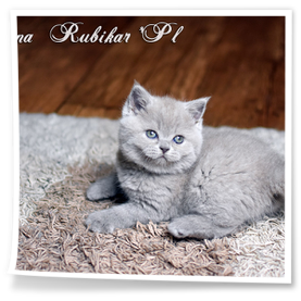 niebieska kotka z rubikar woj. opolskie