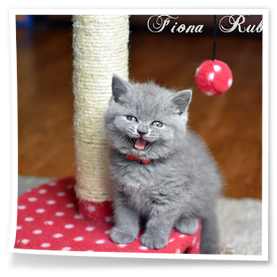 Fiona brytyjska kotka z hodowli Rubikar