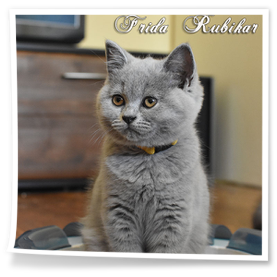 Brytyjska kotka kolor niebieski