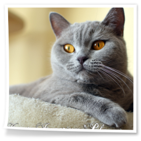 Liliowa kotka z Rubikar.pl