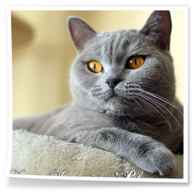 Liliowa kotka z Rubikar.pl