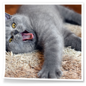 kocur brytyjski niebieski