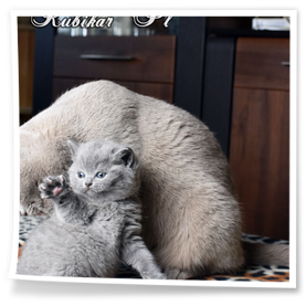 Liliowe kotki z hodowli Rubikar