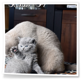 Liliowe kotki z hodowli Rubikar