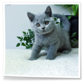 Ten przystojniak pochodzi z hodowli Rubikar