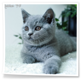 niebieska kotka z Rubikar.pl