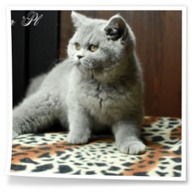 liliowy kocurek brytyjski Rubikar.pl