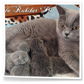 małe niebieskie kotki brytyjskie z mamą