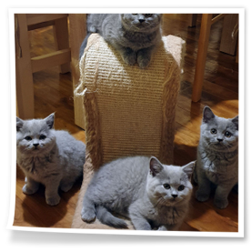 pozowanie do zdjęcia małe kotki brytyjskie