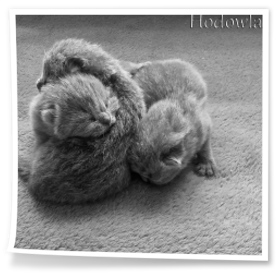 tuż po urodzeniu małe brytyjczyki