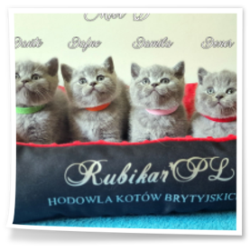 cztery kotki brytyjskie z hodowli Rubikar
