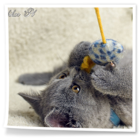 na imię mam Orfeusz i pochodzę z hodowli kotów brytyjskich Rubikar