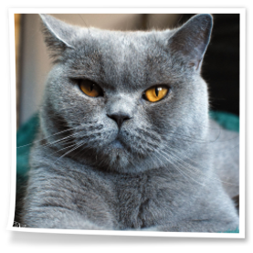 Hodowla kotów brytysjkich Rubikar