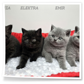 czarne i niebieskie kotki brytyjskie