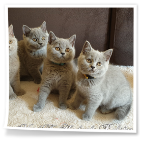 Hodowla Rubikar woj opolskie