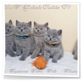 małe kotki pochodzą z hodowli Rubikar woj. opolskie