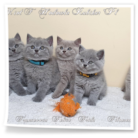 małe kotki pochodzą z hodowli Rubikar woj. opolskie