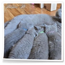 Małe kotki na posiłku u mamusi Hodowla Rubikar