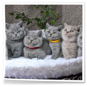 kocięta brytyjskie liliowy i niebieskie