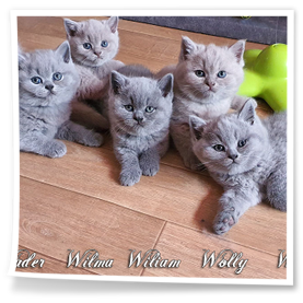 liliowy kocurek i niebieskie kotki z hodowli Rubikar