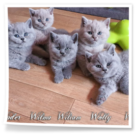 liliowy kocurek i niebieskie kotki z hodowli Rubikar