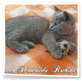 niebieski brytyjski kocur