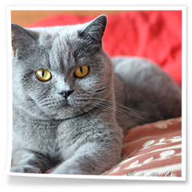 To nasz pierwsza kotka brytyjska w hodowli Rubikar