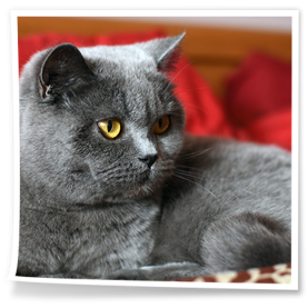 Nasza piękna kotka hodowla rubikar.pl