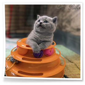 kocur z hodowli Rubikar woj. opolskie