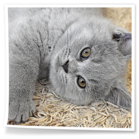 mały kocurek brytyjski niebieski z hodowli Rubikar