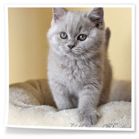 niebieski kocur brytyjski z Rubikar.pl