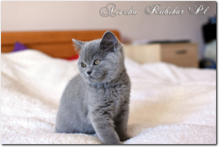 niebieska kotka brytyjska