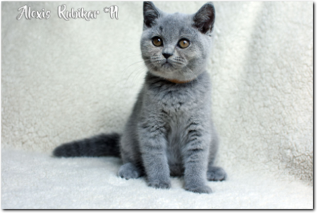 niebieski kocurek brytyjski