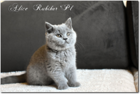 Niebieska Kotka Brytyjska