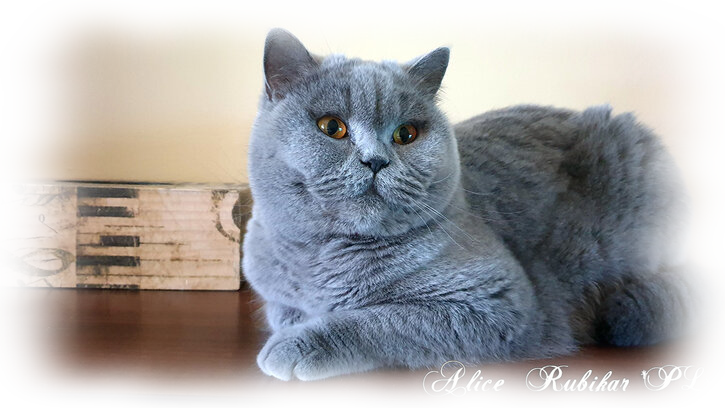 Alice Kotka Brytyjska