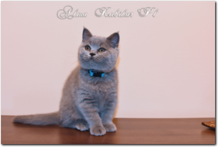 Niebieska Kotka Brytyjska