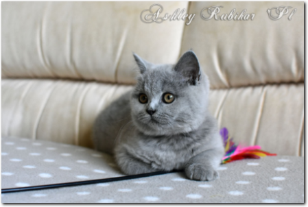 niebieska kotka brytyjska